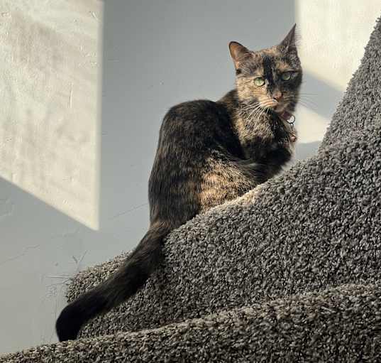 Photo of Nala
