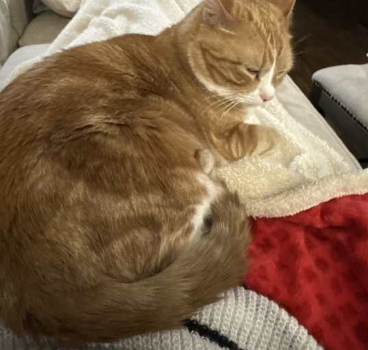 Photo of Simba