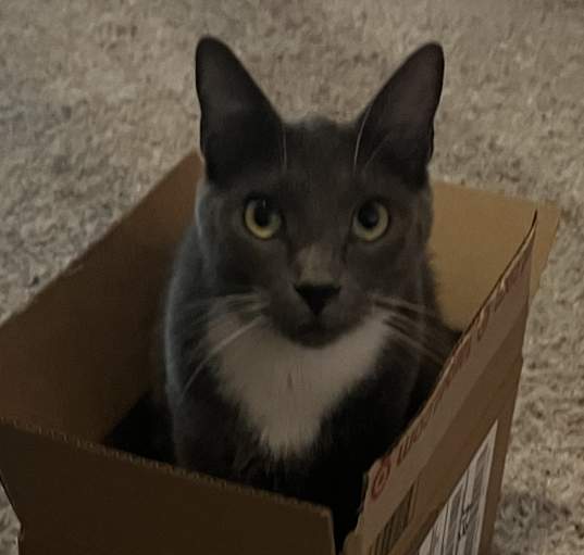 Photo of Shadow