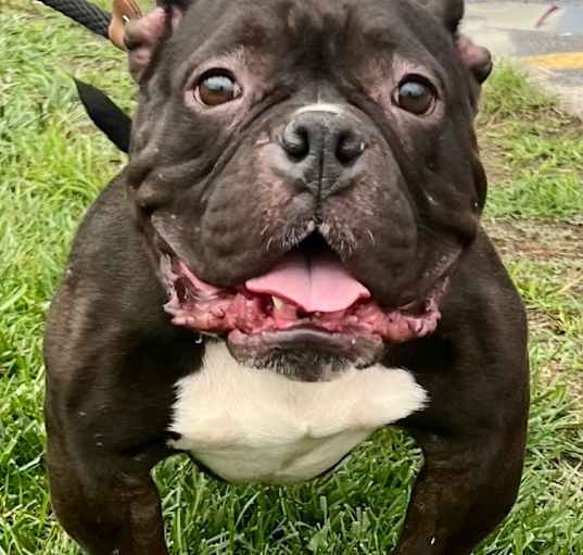 Photo of TRIXIE