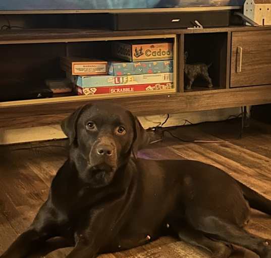 Photo of Luna