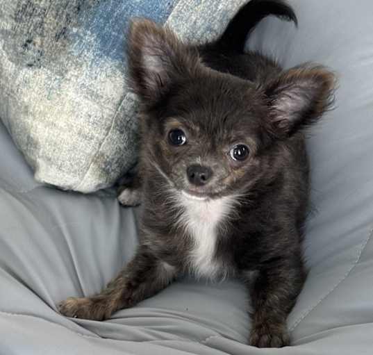 Photo of Pickles