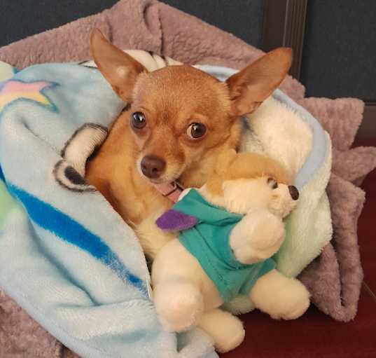 Photo of Honey