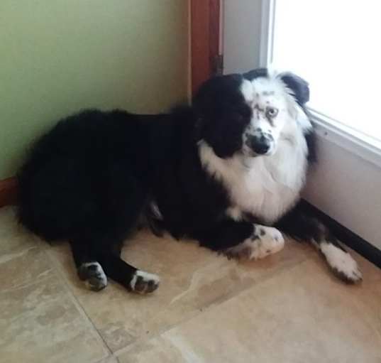 Photo of Jasper Oreo