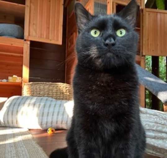Photo of Lilikoi - Courtesy Posting