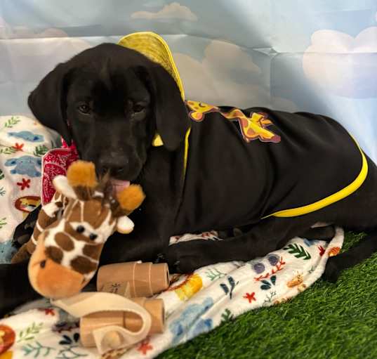Photo of Kali Giraffe
