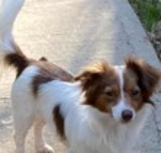 Photo of Toby