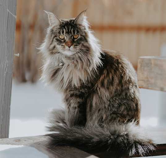 Photo of Montana