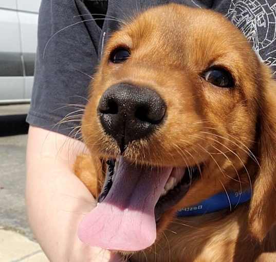 Photo of Rusty