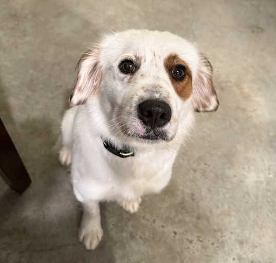 Photo of Ranger