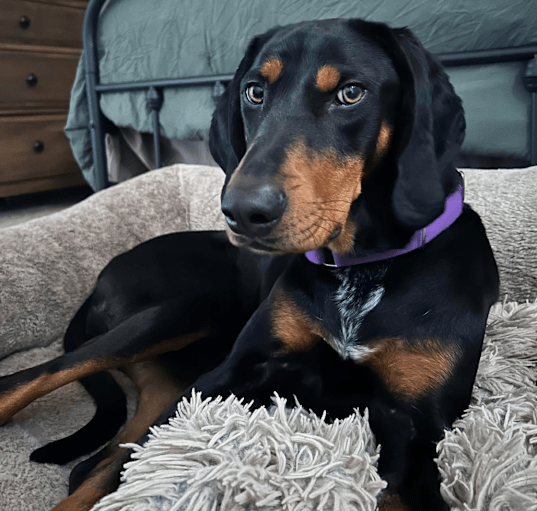 Photo of Samson/Doobie
