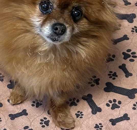 Photo of Vivi