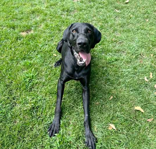 Photo of Archie