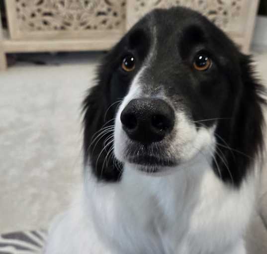 Photo of Oliver