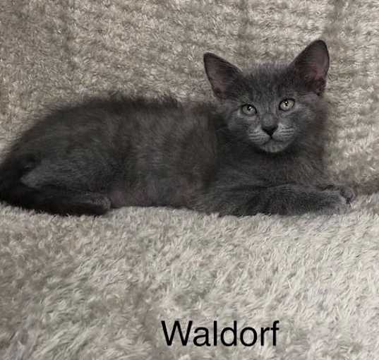 Photo of Waldorf