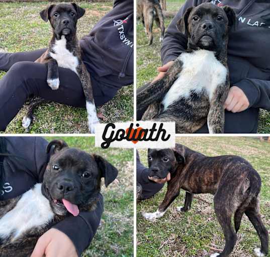Photo of Goliath