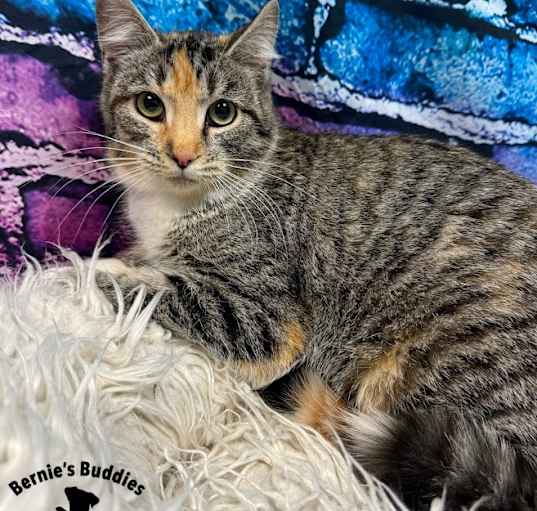Photo of Sweet-tart