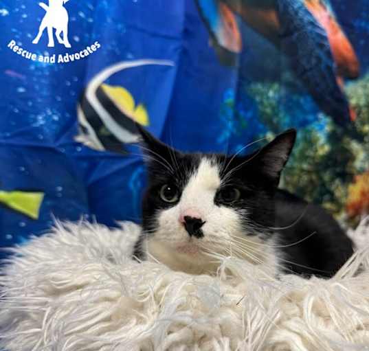 Photo of Domino