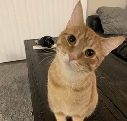 Photo of Clementine