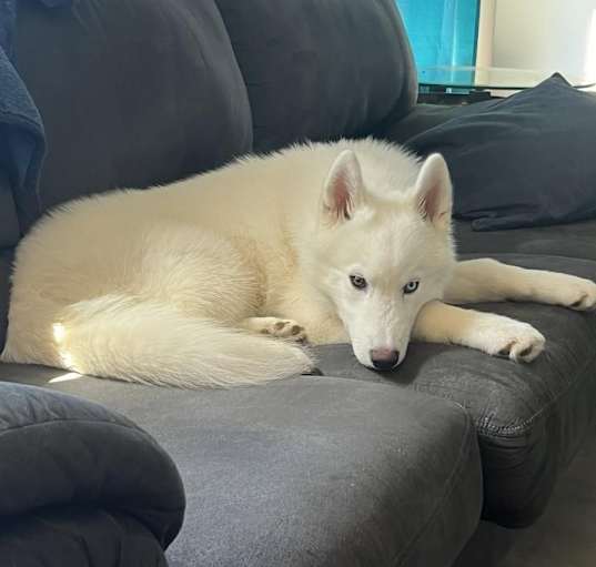 Photo of Ghost