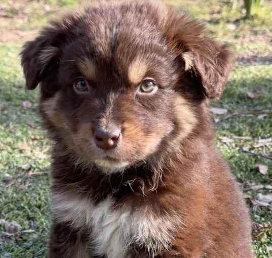 Photo of Shasta