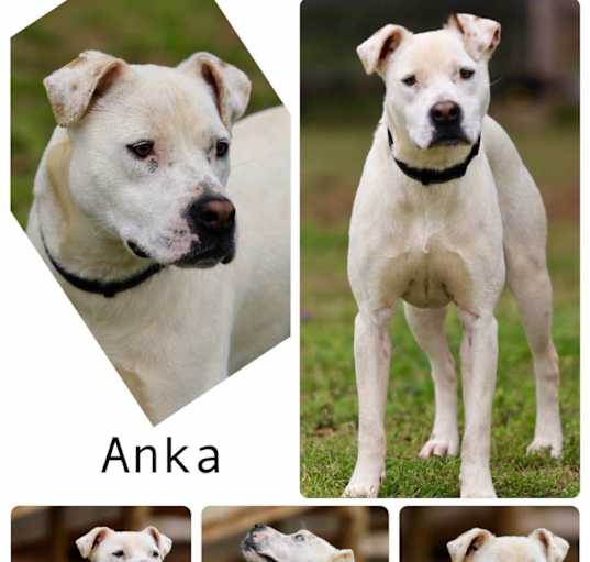 Photo of Anka