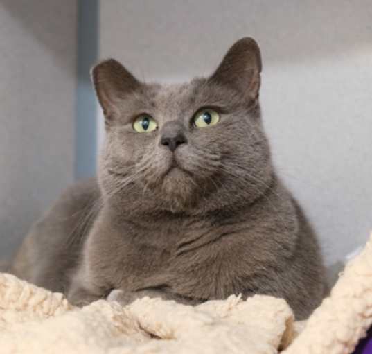 Photo of Silver