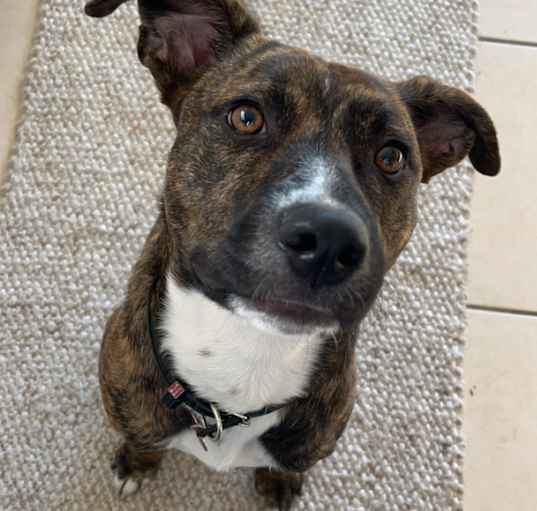 Photo of Koda
