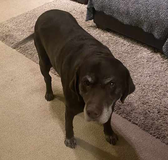 Photo of Hazel