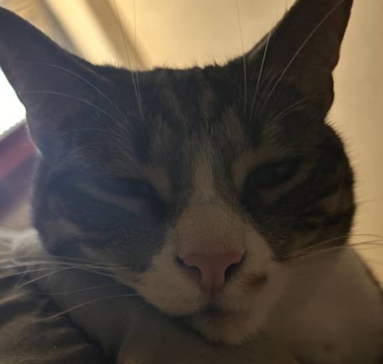 Photo of Rexie