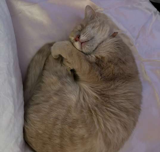 Photo of Princess