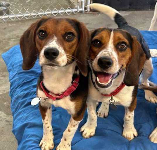 Photo of Archie and Regge