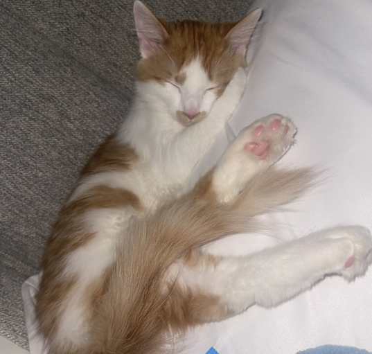 Photo of Nacho