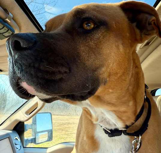 Photo of Bucko