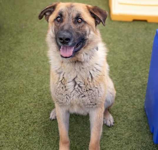Photo of BUDDY