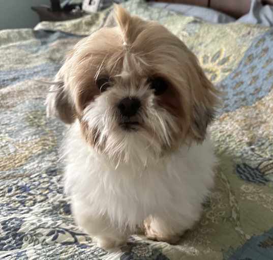 Photo of “Sugar” Biscuit
