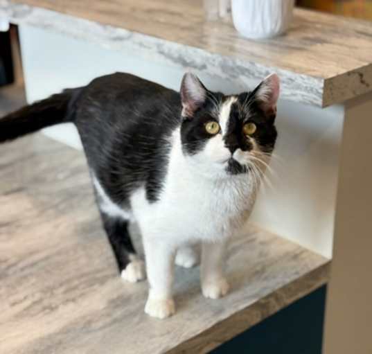 Photo of Archie