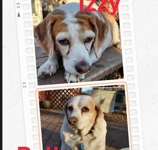 Photo of Izzy and Bella