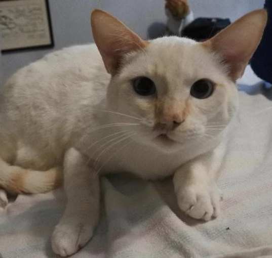 Photo of Rambo