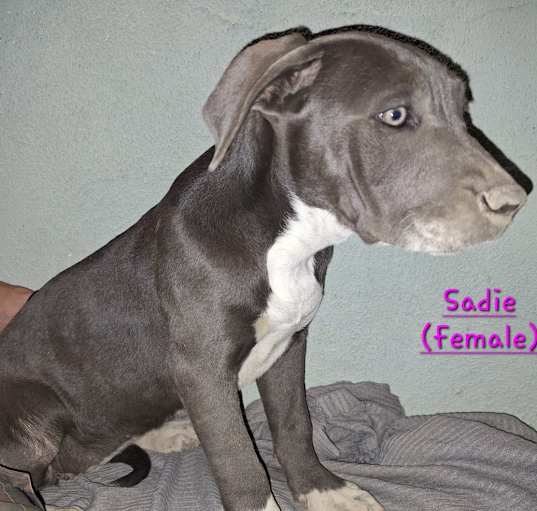 Photo of Sadie