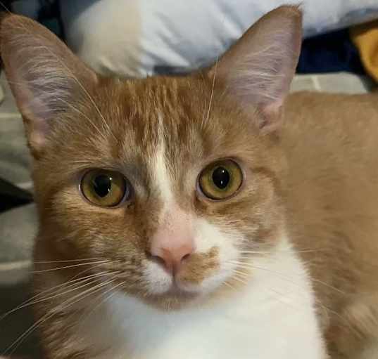 Photo of Orange