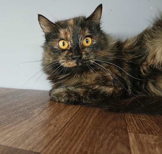 Photo of Citrine