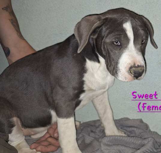 Photo of Sweet Face