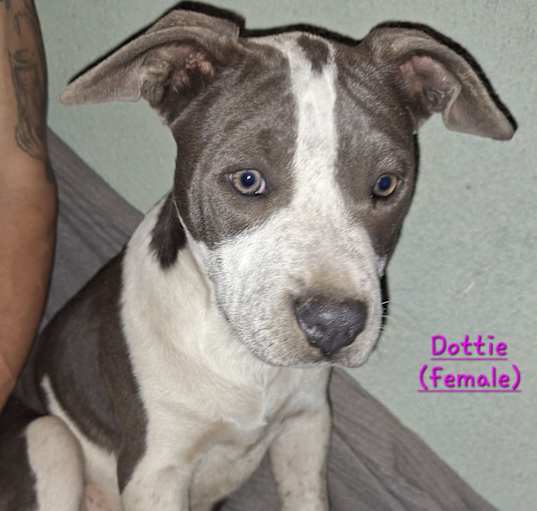 Photo of Dottie