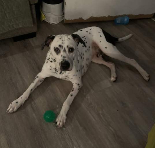 Photo of Rambo