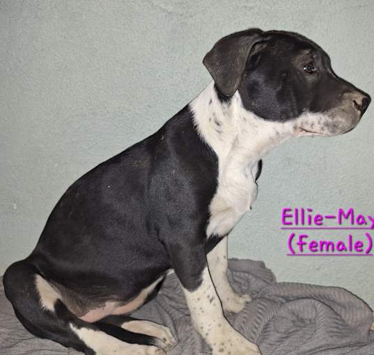 Photo of Ellie-May
