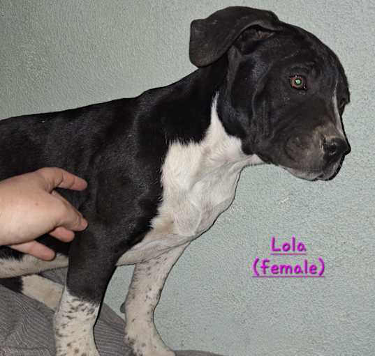 Photo of Lola