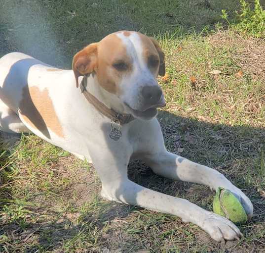 Photo of Scout