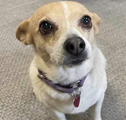 Photo of Cookie