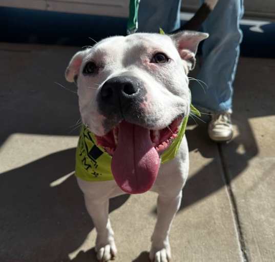 Photo of Brutus